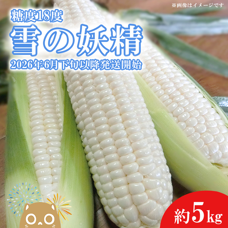 【先行予約】【2026年6月下旬以降順次発送】糖度18度前後 白いとうもろこし「雪の妖精」約5kg入り 1000セット限定
