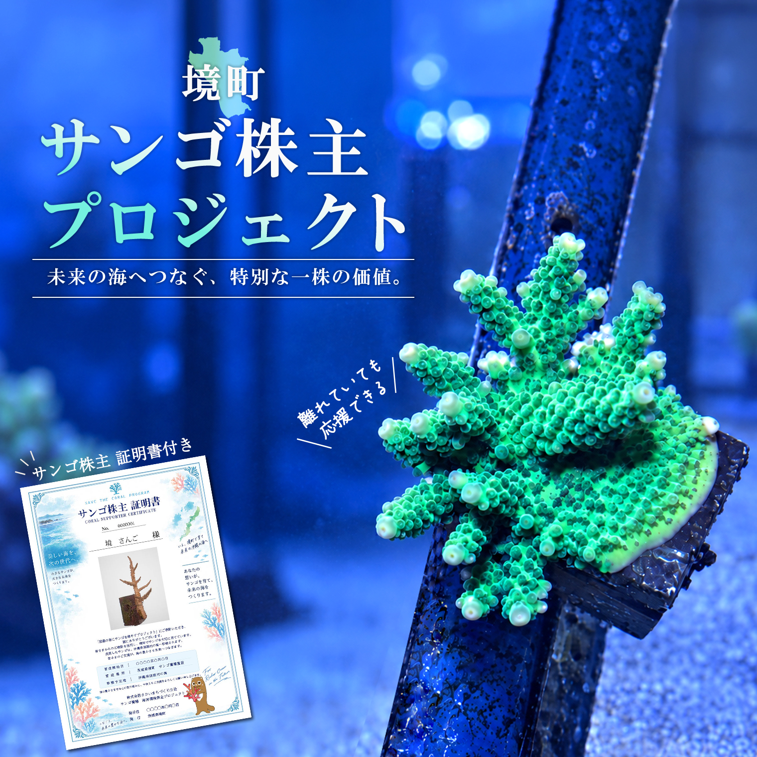 境町サンゴ株主プロジェクト サンゴ株主証明書(サンゴ1株)