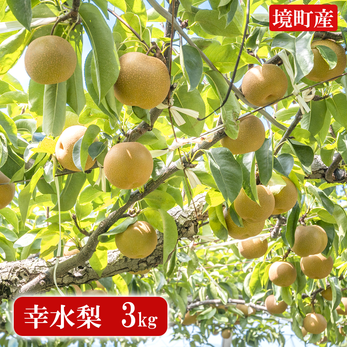 果樹 user_a378fcc2 加藤果樹園 - 事業者から探す | 茨城県境町ふるさと納税特設サイト