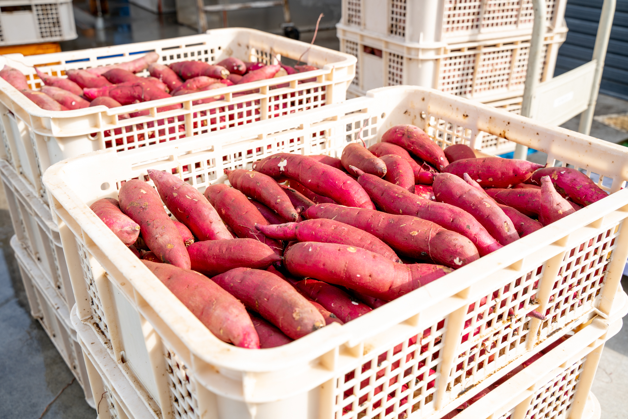 ＜5月内発送＞茨城県産 熟成紅はるか 干し芋 切り落とし おすそわけ！1kg（200g×5袋入）