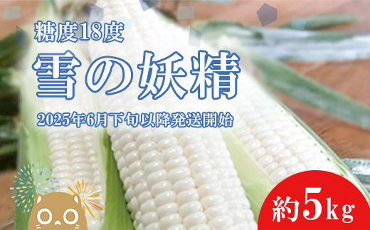 【先行予約】【2025年6月下旬以降順次発送】糖度18度前後 白いとうもろこし「雪の妖精」約5kg入り 1000セット限定