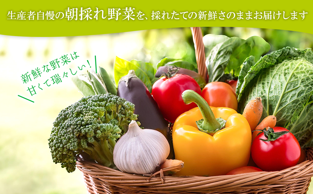 【定期便/3ヶ月連続お届け】さかいの採れたて野菜セット