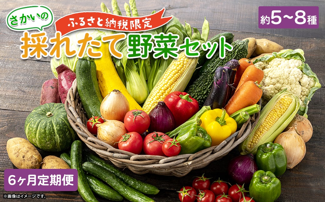 【定期便/6ヶ月連続お届け】さかいの採れたて野菜セット