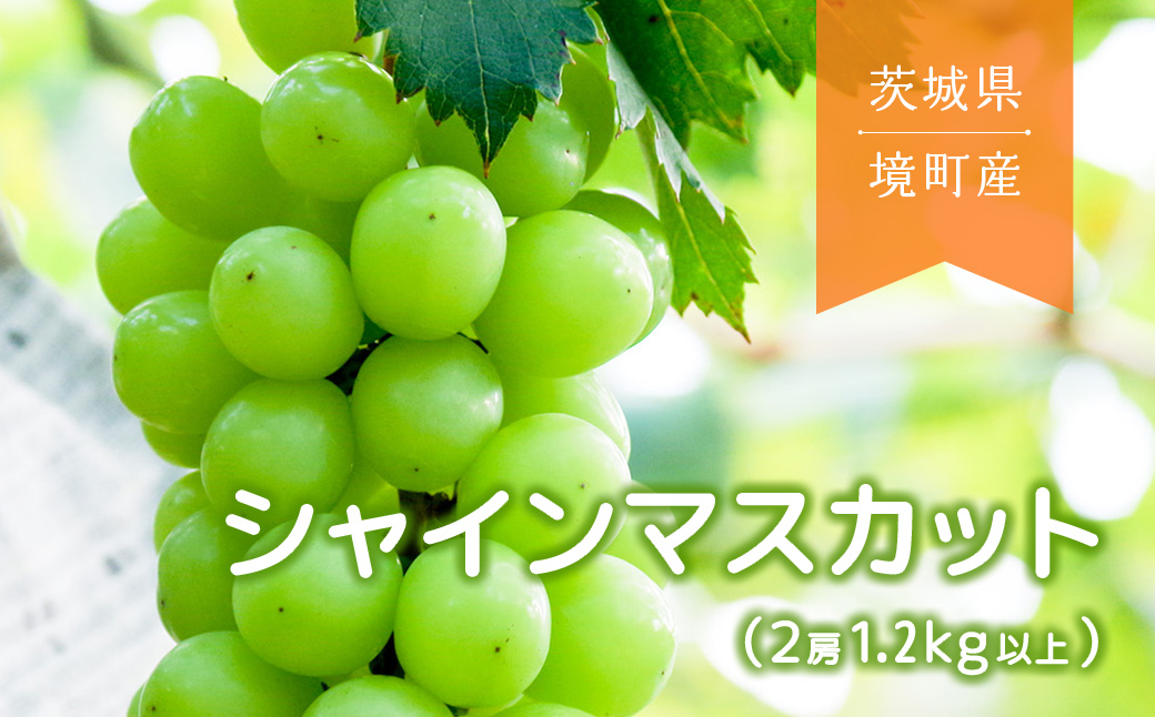 【2025年先行予約】境町産シャインマスカット2房（約1.3kg）